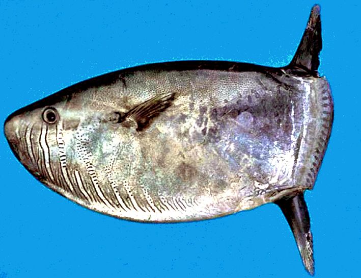 Ranzania laevis_03.jpg